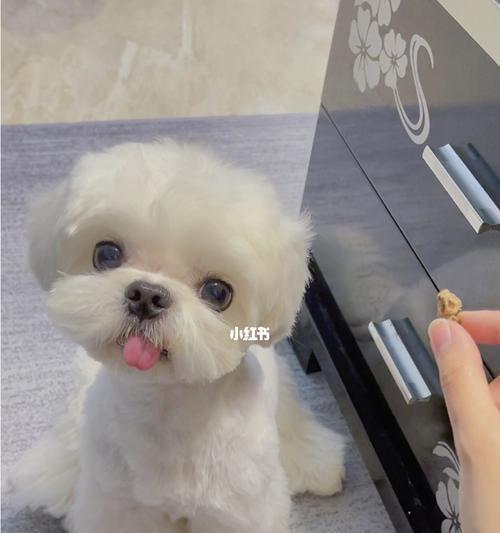 以马尔济斯宠物补充营养指南（营养均衡，健康成长）