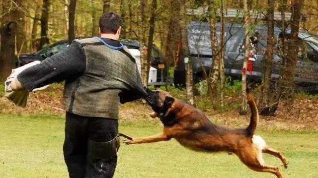 如何训练以马犬避免咬人（掌握宠物行为心理，建立良好互动）