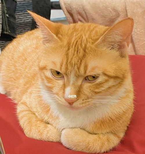 独自在家的猫咪会想念铲屎官吗？（探究宠物猫咪的情感世界）