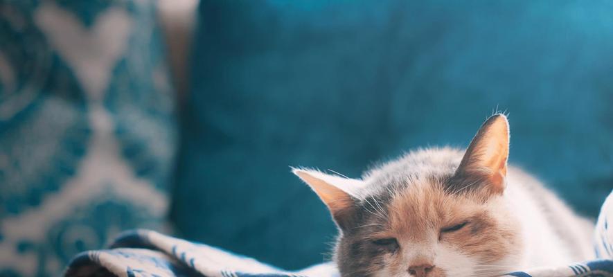 猫咪怀孕（猫咪怀孕的注意事项和必备知识）