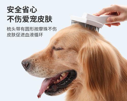 毛发比较长的狗狗护理方法（如何让你的长毛狗狗保持健康亮丽）
