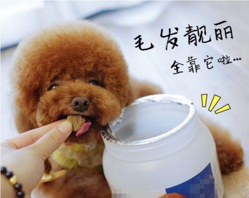毛发丰厚的狗狗护理指南（如何照顾你的毛茸茸宠物）