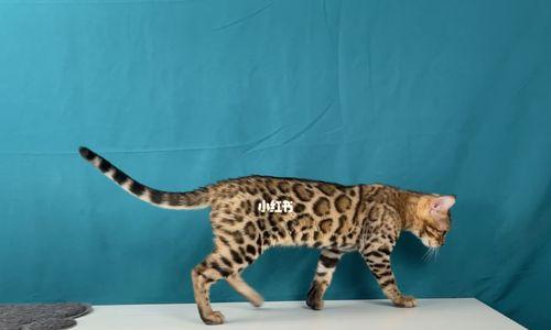 孟加拉豹猫的养殖与饮食（8个饮食禁忌让宠物更健康）