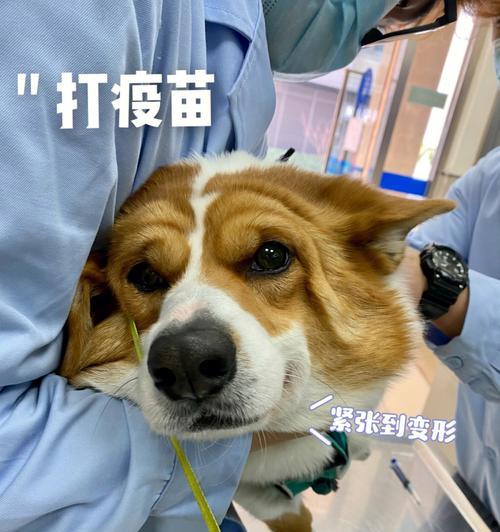 哪些情况下不应给宠物狗狗打疫苗？（保护宠物健康需注意的关键点）