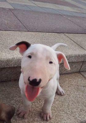 牛头梗犬为何会流眼泪？（探究5大原因，如何帮助犬只缓解不适？）