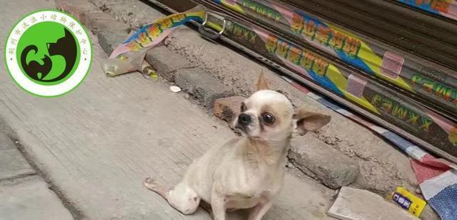 如何判断吉娃娃母犬是否怀孕（掌握这些方法，轻松判断您家吉娃娃是否怀孕）