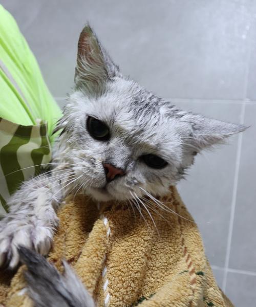如何正确给宠物猫洗澡（注意事项、步骤、用品等详解）