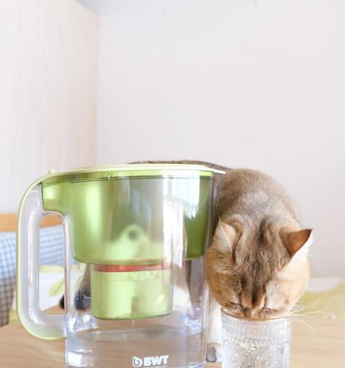 宠物猫喝自来水可行吗？（探究猫咪饮用自来水的利弊与注意事项）