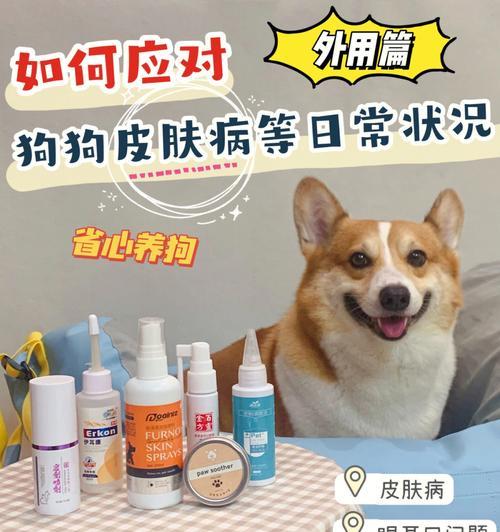如何预防宠物狗狗皮肤病（平常护理细节不可忽视）