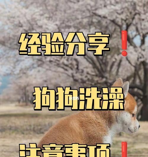 如何正确清洁你的宠物狗（注意这几个方面，让你的狗狗健康快乐）