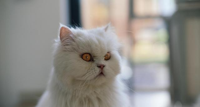 秋冬猫咪美容小贴士（注意这些，让猫咪在寒冷的季节依然美美哒）