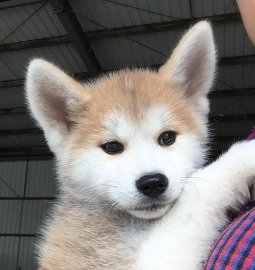如何让秋田犬听话？（从小训练是关键，掌握这些技巧即可）