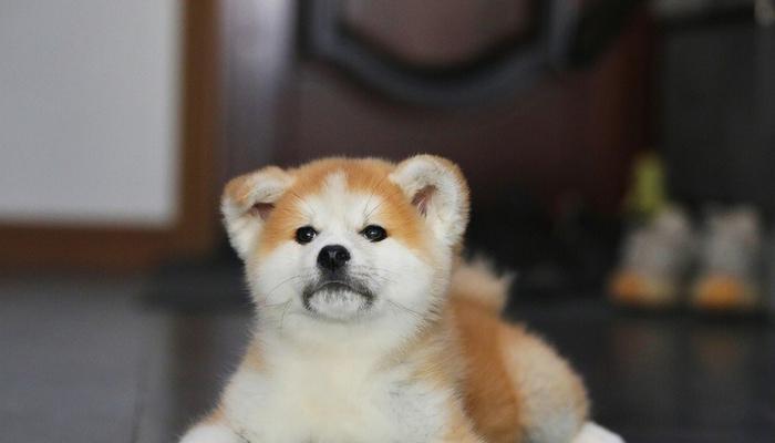 如何训练秋田犬的勇气（培养宠物的胆识和自信心，让它克服惧怕）