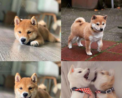 探秋田犬胆小的原因（揭秘秋田犬的性格特点与育种背景）