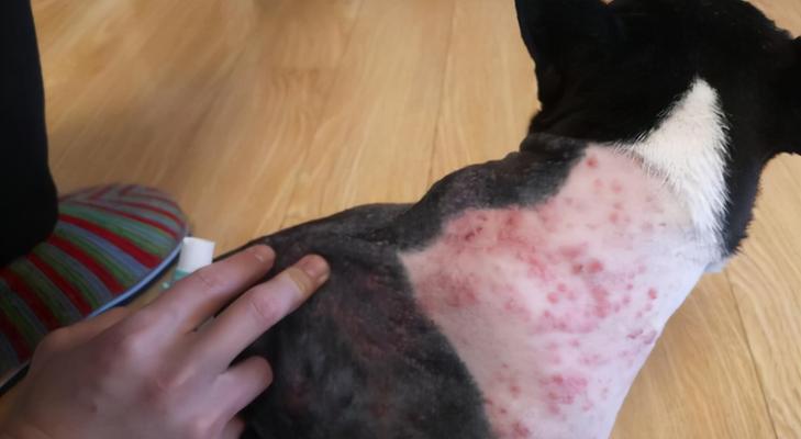 如何有效去除宠物身上的体外寄生虫（以狗狗为例，从日常护理到专业治疗全面解决）