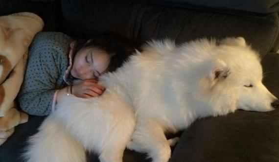 解决萨摩耶犬坏毛病的有效方法（让你的爱宠焕然一新，告别毛病困扰）