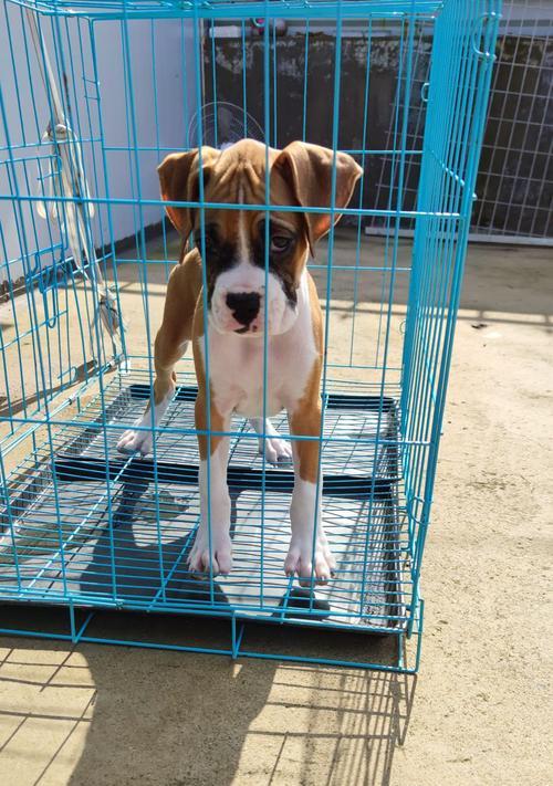 以拳师犬吃多了会有哪些症状？（宠物的健康需我们的关注）