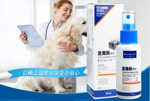 犬皮炎和湿疹（如何识别犬皮炎和湿疹？）