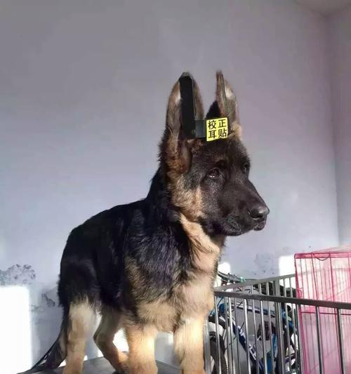 如何确保你的德国牧羊犬健康？（从日常护理到预防措施，让你的宠物更健康）