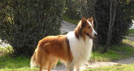让您的喜乐蒂牧羊犬变漂亮（打造完美宠物形象，喜乐蒂牧羊犬美容小技巧分享）