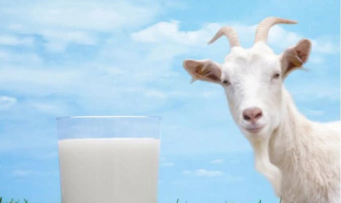 宠物狗狗喝牛奶还是羊奶好？