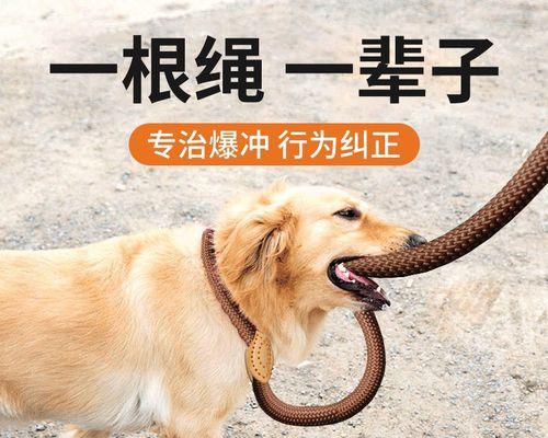 如何让宠物小狗喜欢牵引绳？（小狗狗的健康与幸福，牵引绳不可或缺）
