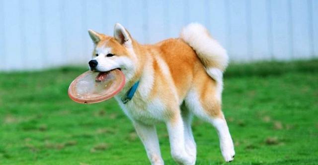 爱宠日本狐狸犬，如何饲养？（从喂食到训练，掌握关键技巧，让你的爱犬健康快乐成长！）