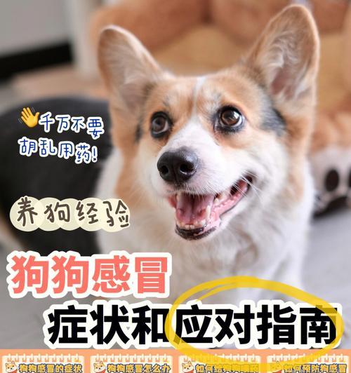 如何清除宠物身上的日本尖嘴泪痕？（掌握清除技巧，让你的宠物美美哒）