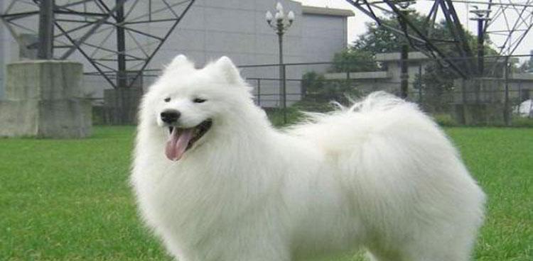日本尖嘴犬和银狐犬的区别（探究宠物养殖中两种犬的不同特点）