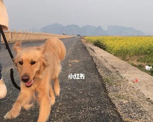 如何正确遛狗？（以日常散步为例，宠物主人必须知道的15个注意事项）