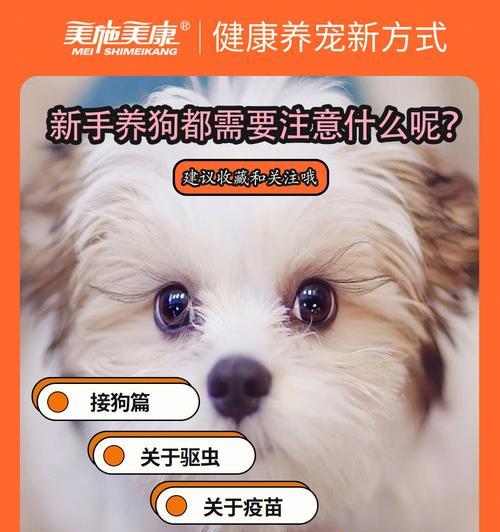如何帮助小狗适应新环境（教你做一个好宠物主人，让小狗快速适应新生活）