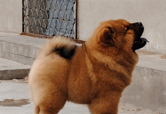 如何保护你的松狮犬的牙齿？（提高宠物健康，为狗狗咀嚼习惯奠定基础）