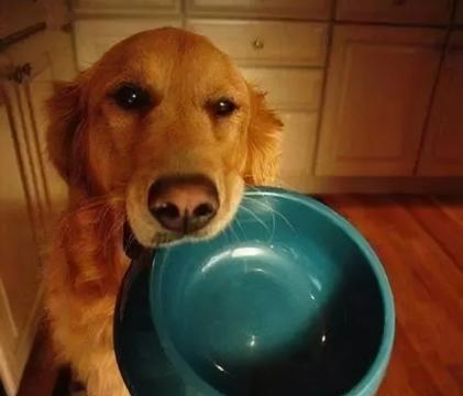 狗狗吃便便如何处理？（解决狗狗吃便便问题的有效方法）