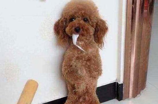 泰迪犬毛发护理指南（让你的爱宠不再蓬头垢面）