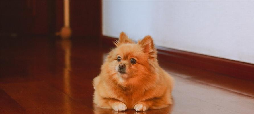 如何有效防止比格犬乱翻垃圾桶？（从宠物日常管理、环境布置、训练等方面进行全面防范）