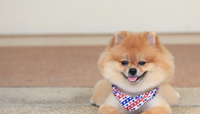 如何防治宠物犬身上的虱子（博美犬虱子防治攻略，让爱宠健康无忧）