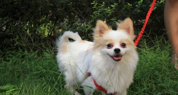 打造比赛级蝴蝶犬美容（如何让你的蝴蝶犬在比赛中脱颖而出）