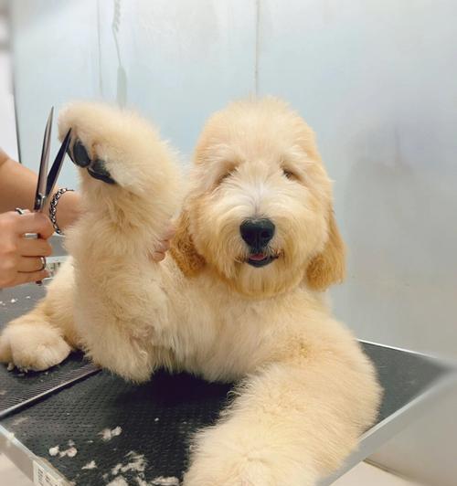 为你的爱犬打造简单美容（手把手教你如何让你的宠物更可爱）