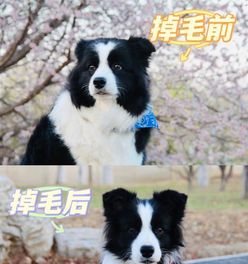 如何护理边境牧羊犬的眼睛（宠物主人必读的眼部护理技巧）