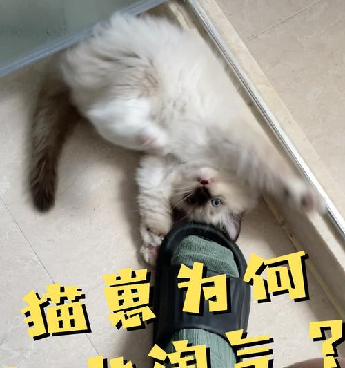如何有效降低猫咪家里的破坏（关注宠物行为，让猫咪更健康快乐）