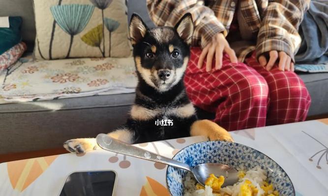 如何教育宠物不好好吃饭？（让你的宠物养成良好的饮食习惯）