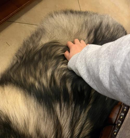 宠物阿拉斯加的日常养护指南（了解狗狗的基本需求，让它健康快乐成长）