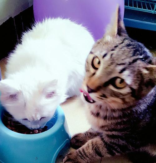 科学安全给宠物猫洗澡（如何正确选择洗澡时间、洗澡频率和洗澡用品）