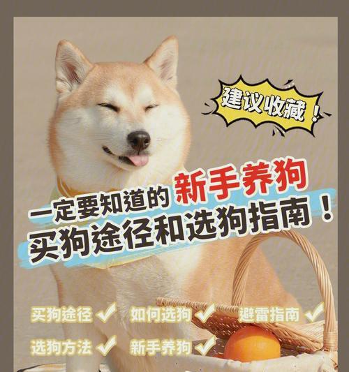 给狗狗喂食多少才合适？（如何判断狗狗的饮食量？）