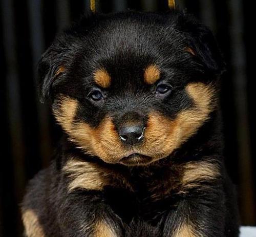 如何判断罗威纳犬健康（以宠物为主，教你轻松识别）
