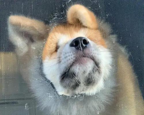 以宠物为主，了解狗狗的身体状况保健更重要（以宠物为主，了解狗狗的身体状况保健更重要）