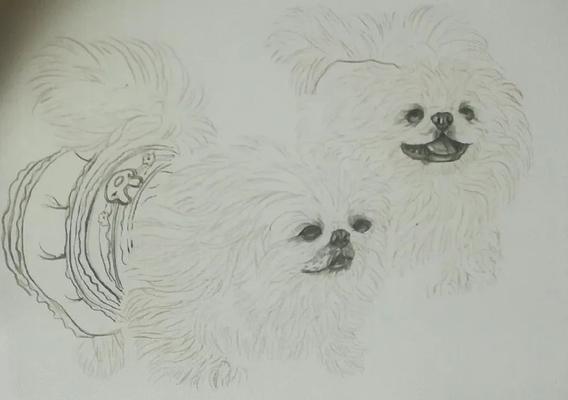 如何有效清理京巴犬褶皱的鼻子（宠物爱好者必看，让你的京巴犬更健康）