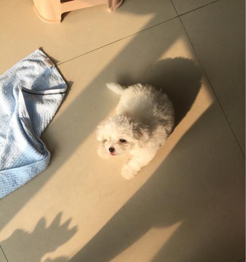 祛除比熊犬身上臭味的方法（宠物美容师教你如何让比熊犬保持清爽）