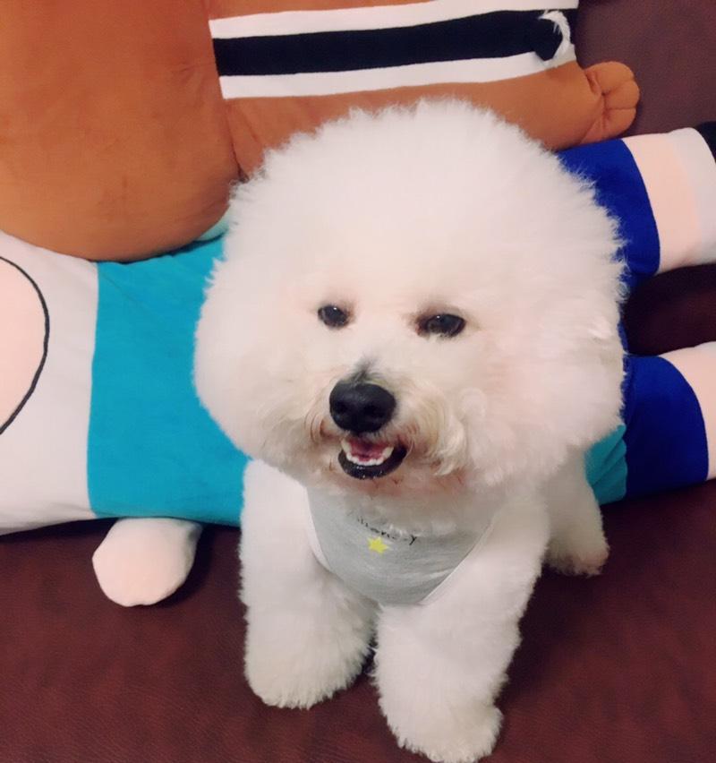 让比熊犬快速适应环境的方法（从宠物角度出发，助力比熊犬顺利融入新环境）