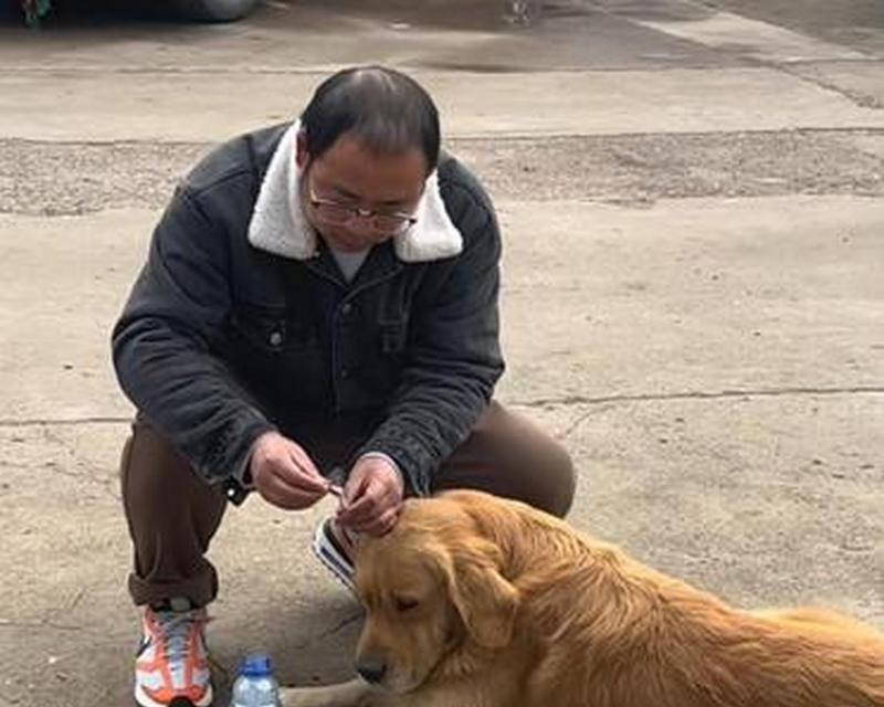 让宠物狗狗不惧怕鞭炮声，享受安宁的新年节日